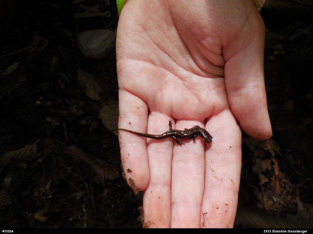 Allegheny Mountain Dusky Salamander