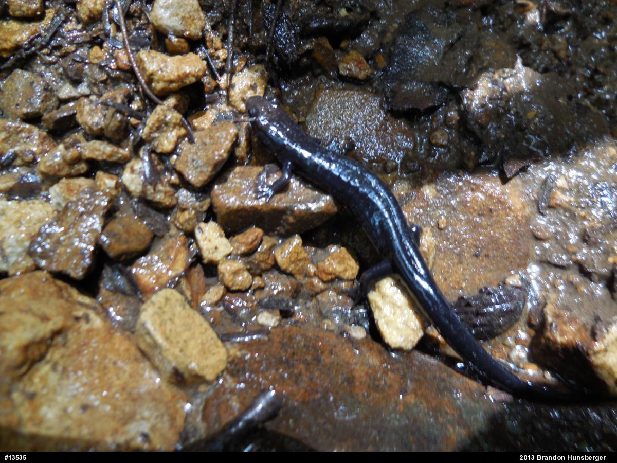 Allegheny Mountain Dusky Salamander