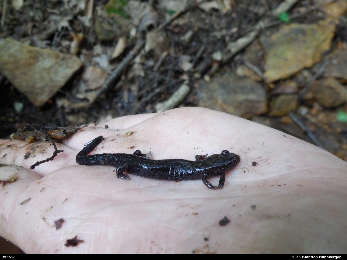 Allegheny Mountain Dusky Salamander