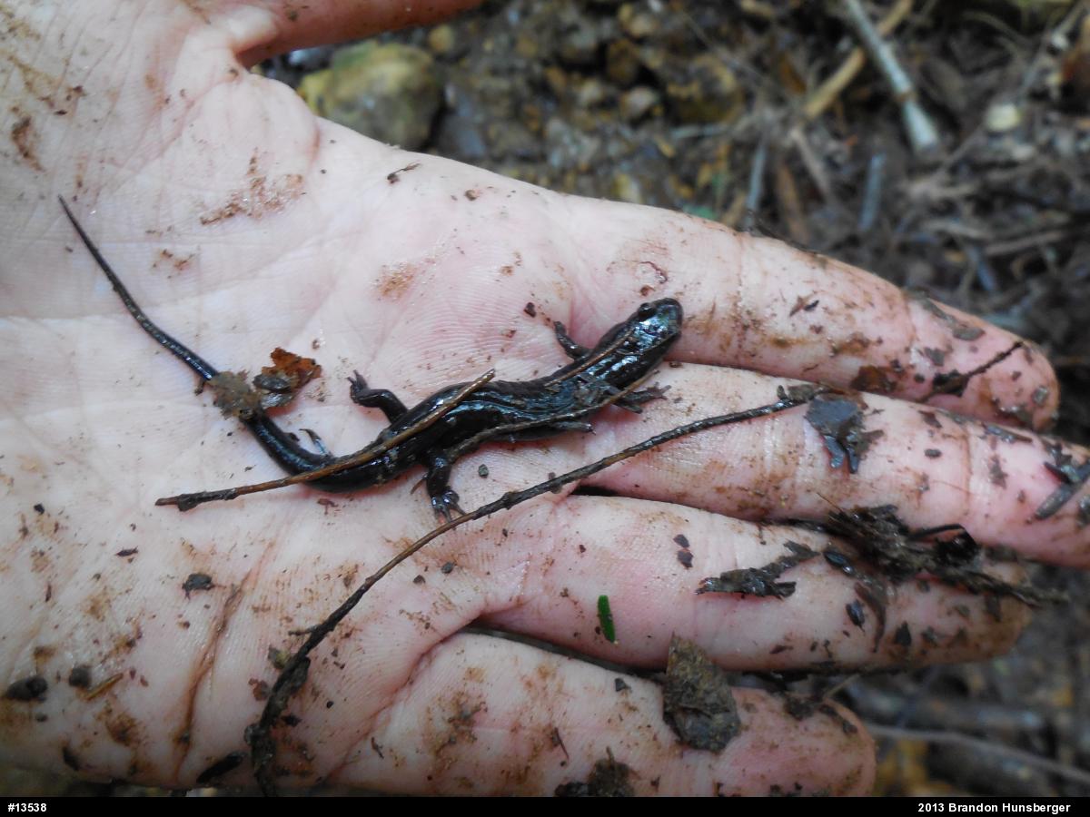 Allegheny Mountain Dusky Salamander