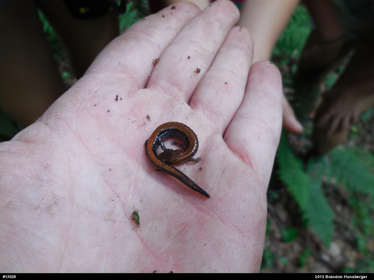 Eastern Red-backed  Salamander