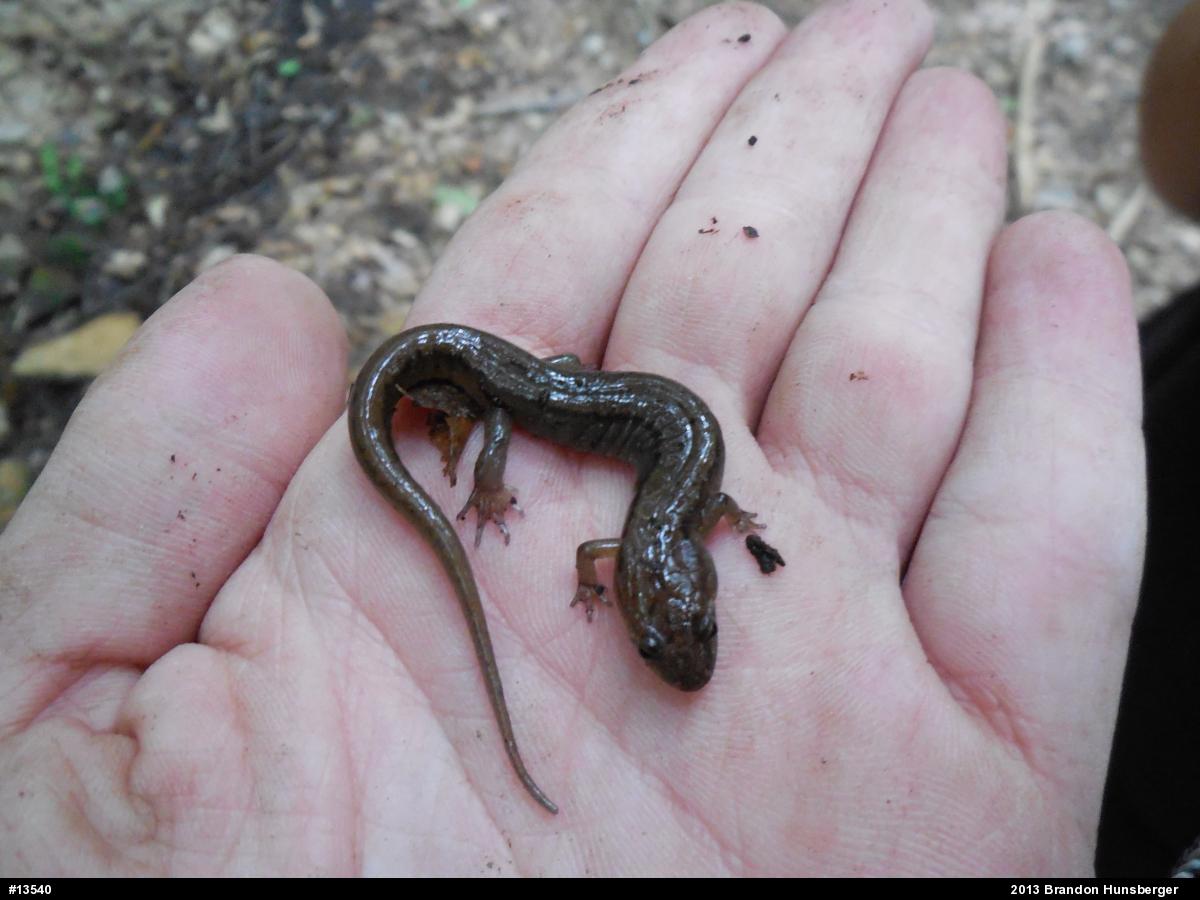 Allegheny Mountain Dusky Salamander