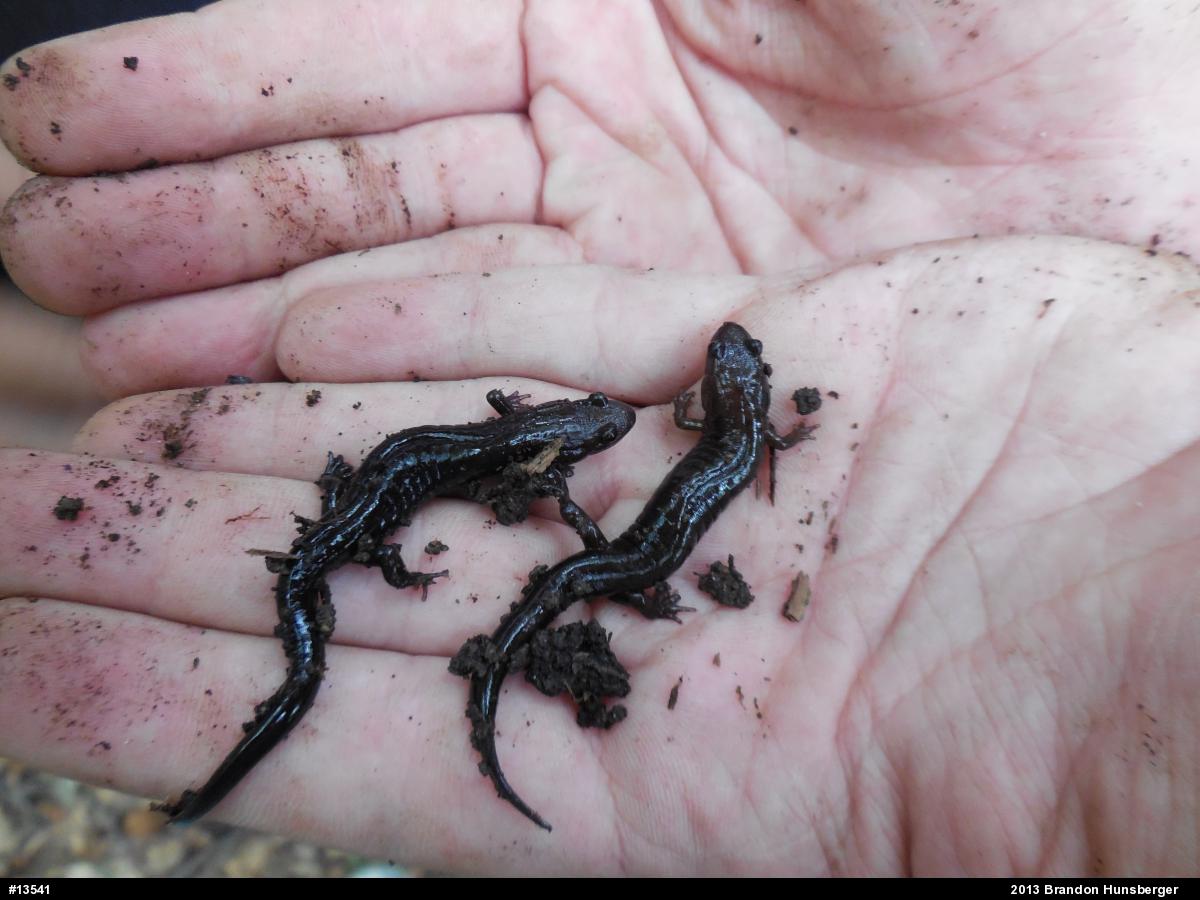 Allegheny Mountain Dusky Salamander