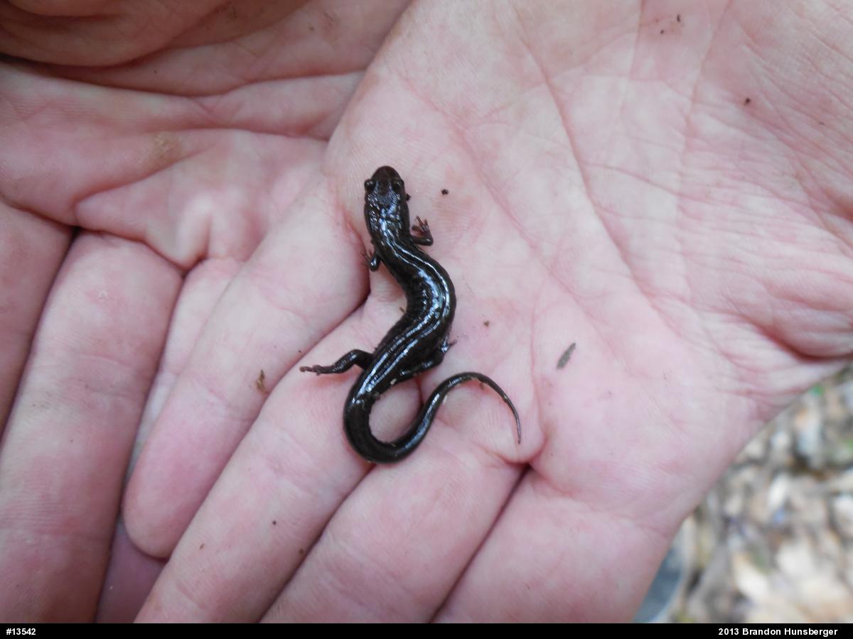 Allegheny Mountain Dusky Salamander