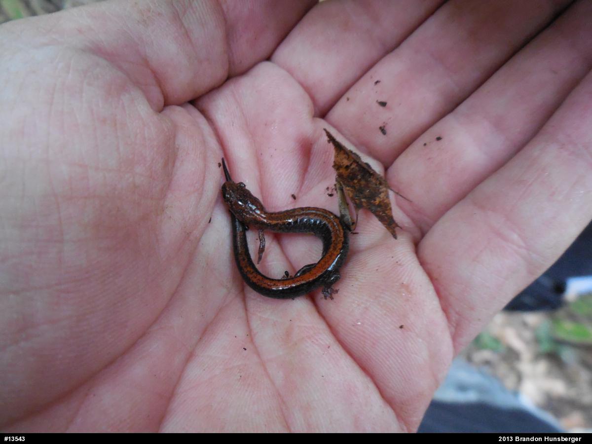 Eastern Red-backed  Salamander