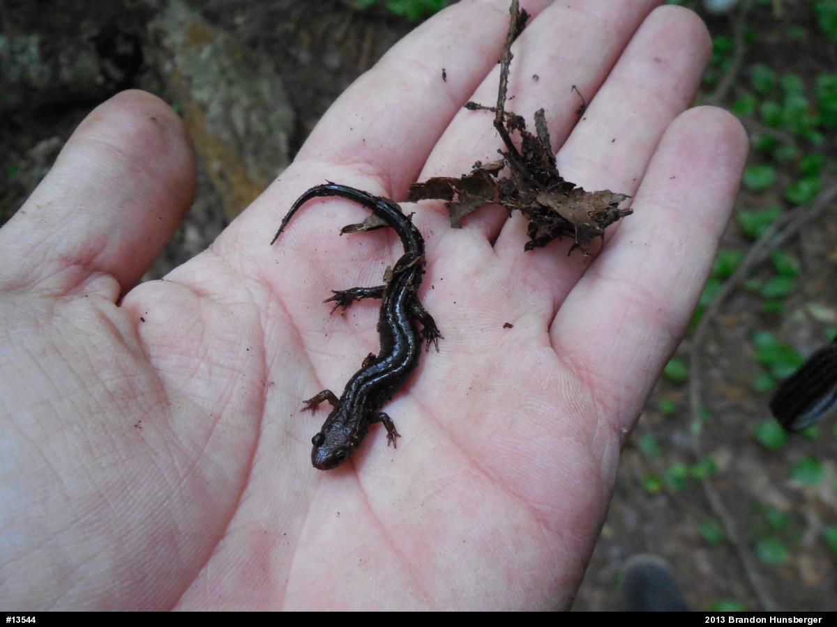 Allegheny Mountain Dusky Salamander