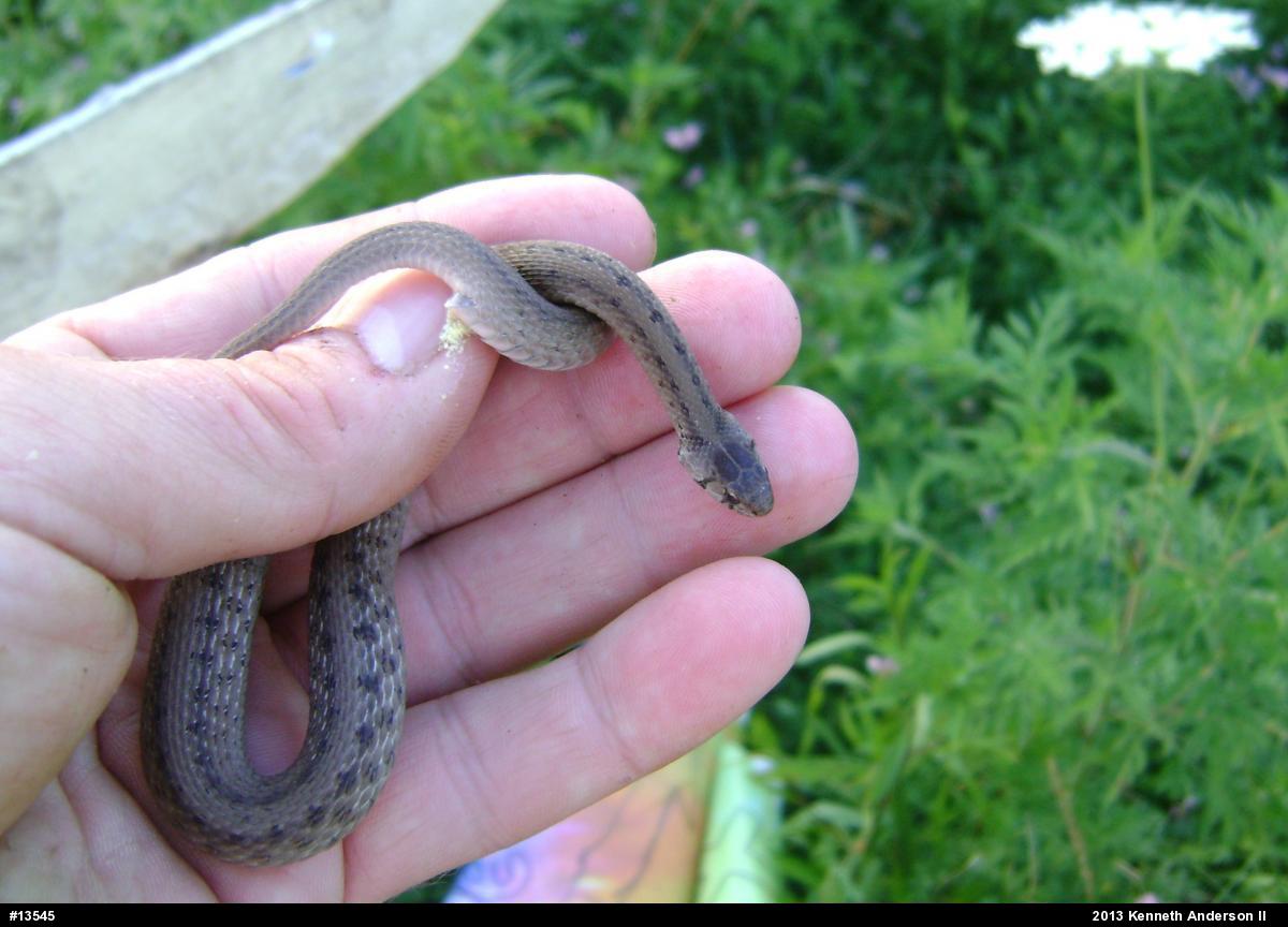 Dekay's Brownsnake