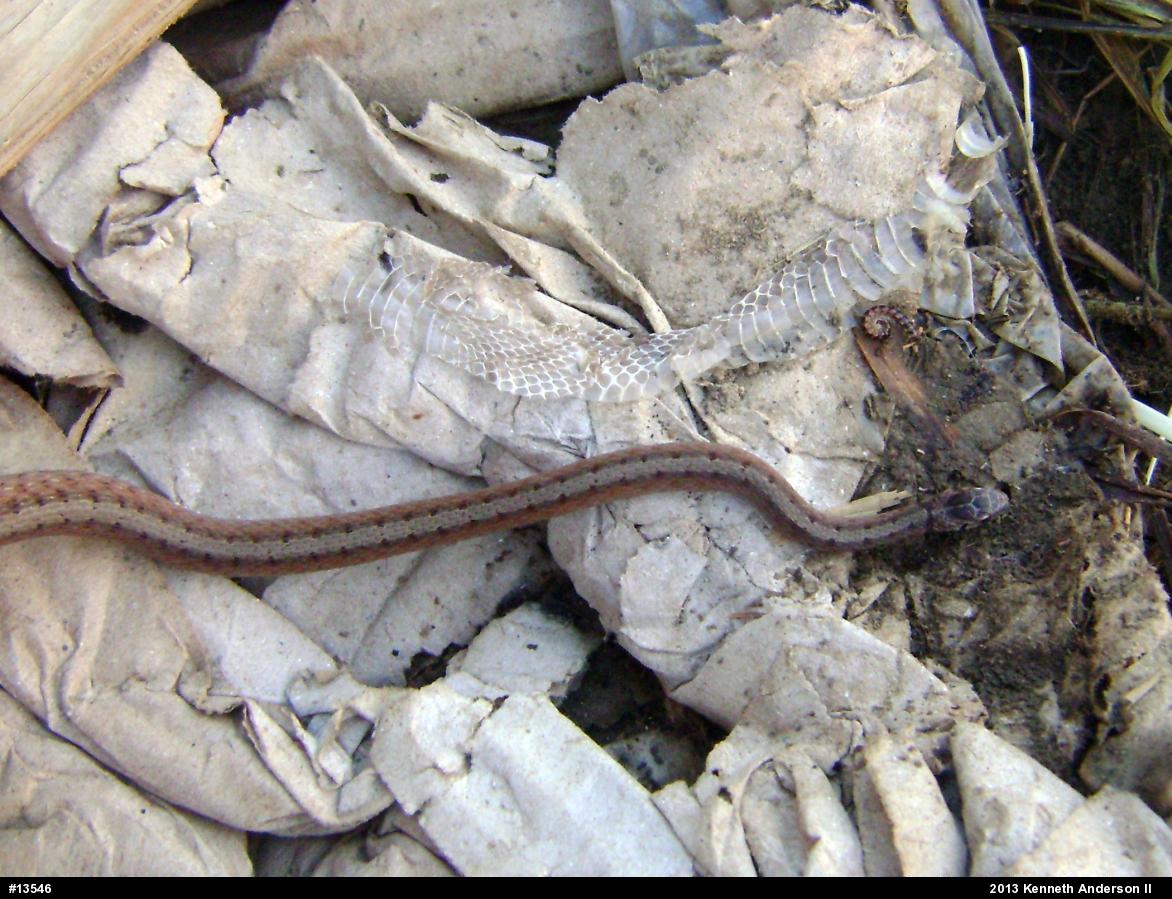 Dekay's Brownsnake