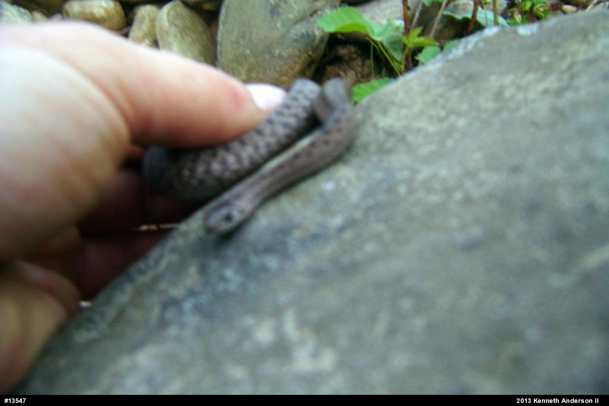 Dekay's Brownsnake