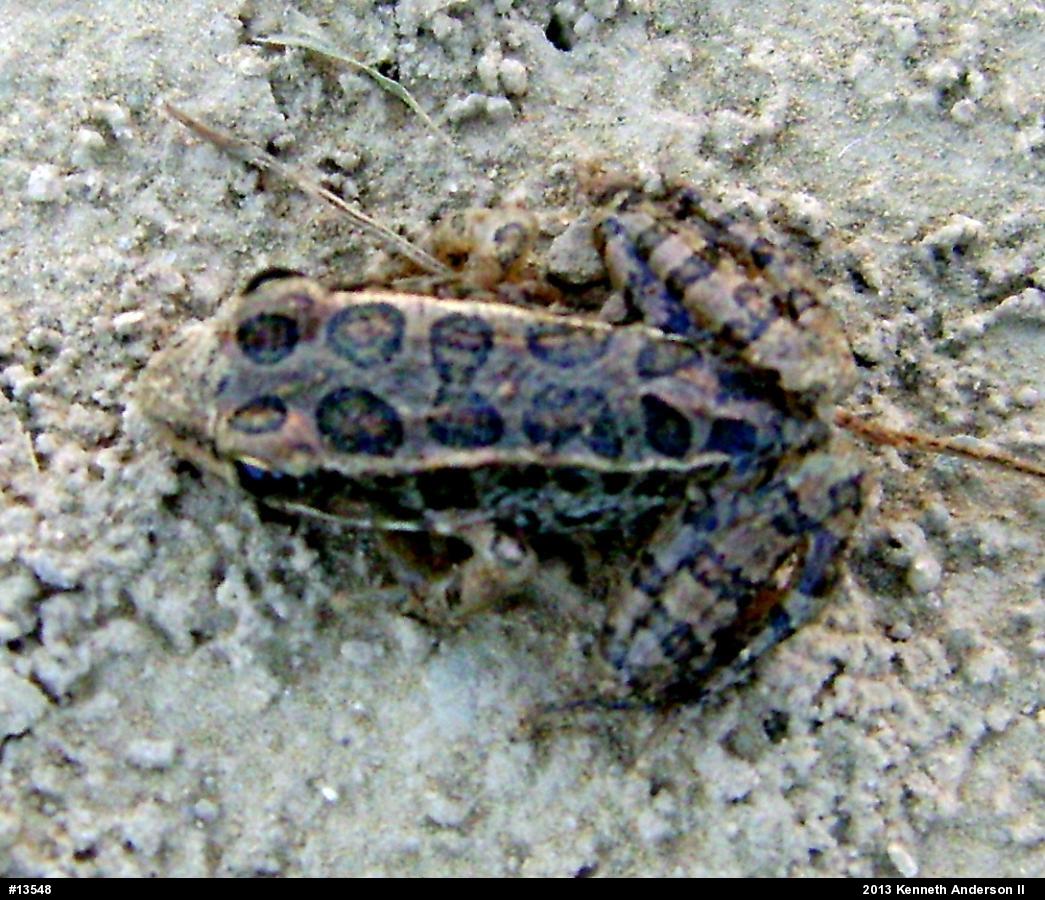 Pickerel Frog