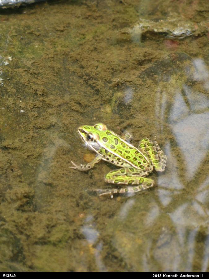 Northern Leopard Frog