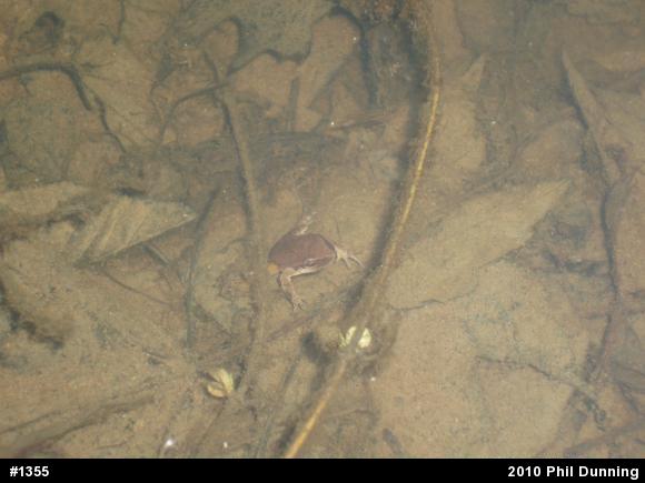 Spring Peeper