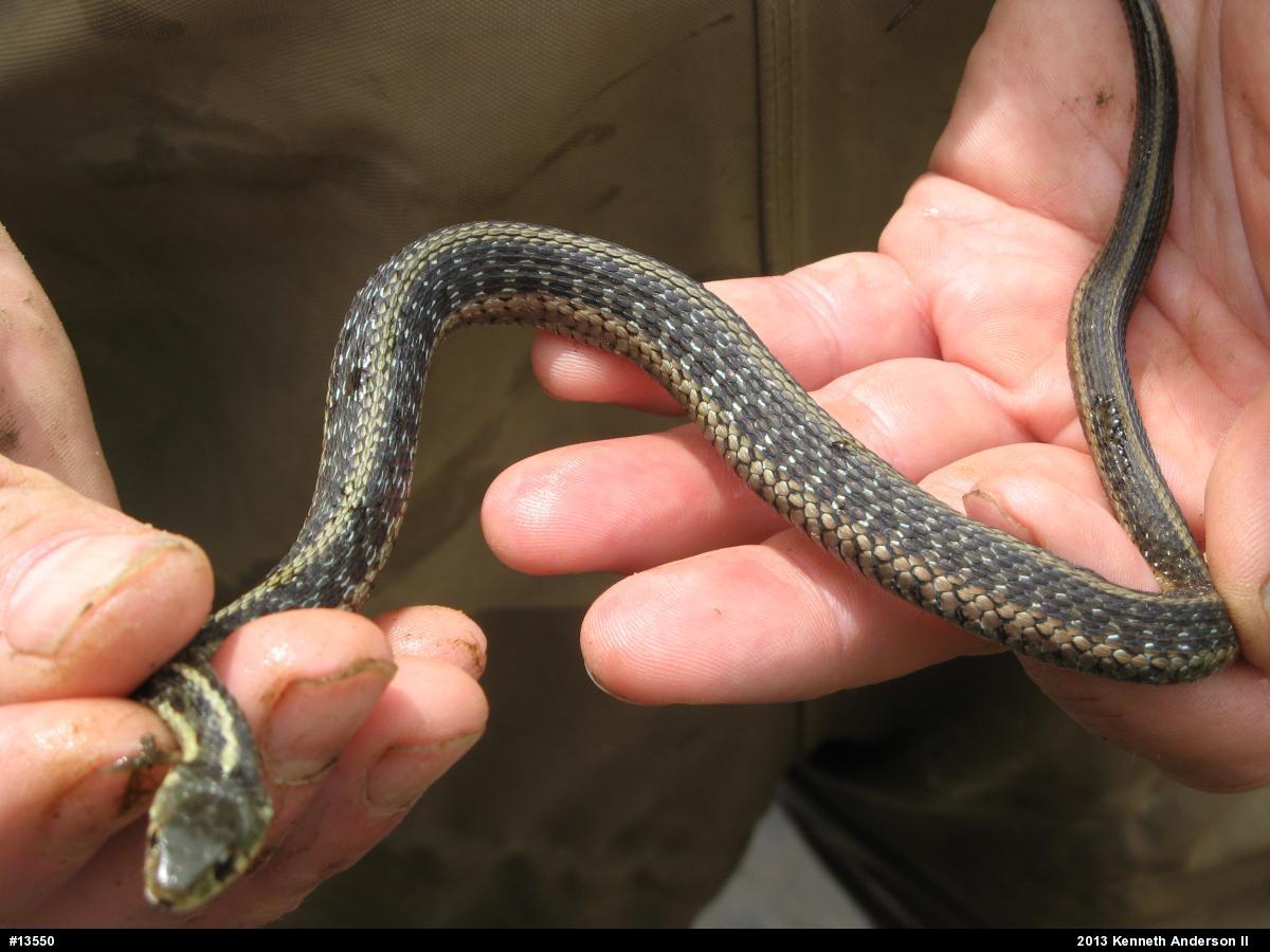 Eastern Gartersnake