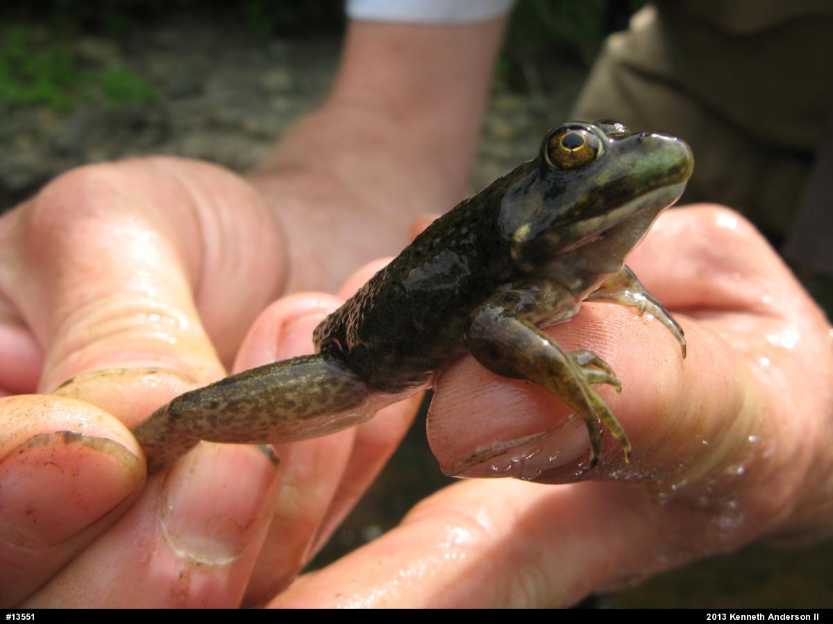 American Bullfrog