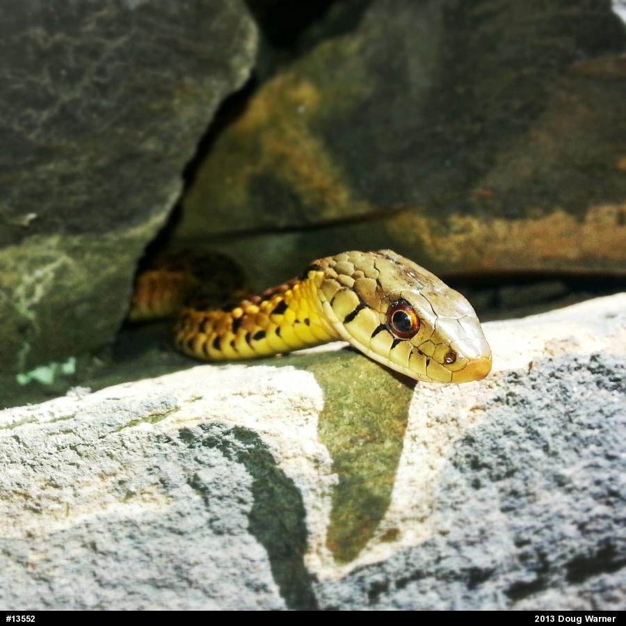 Eastern Gartersnake