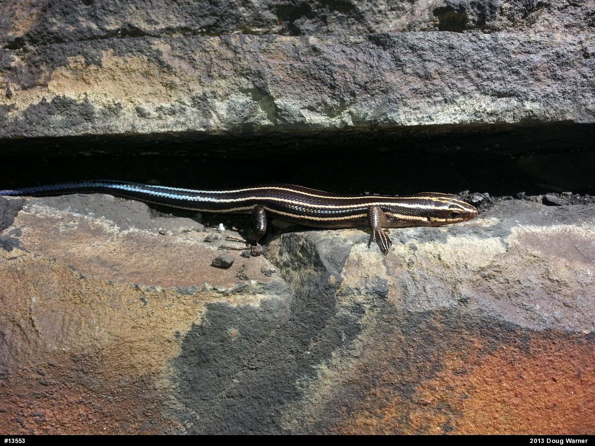 Common Five-lined Skink