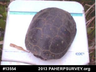 Spotted Turtle
