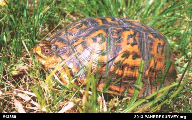 Eastern Box Turtle