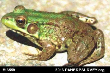 Green Frog
