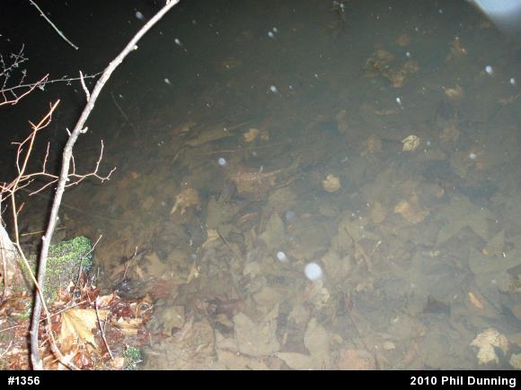 Spotted Salamander