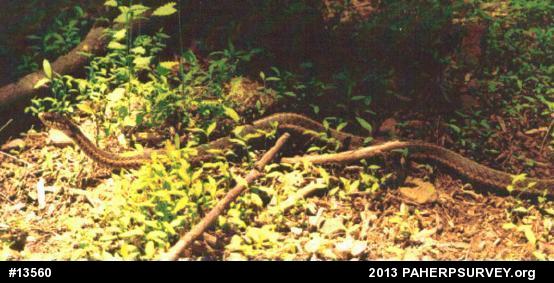 Eastern Gartersnake