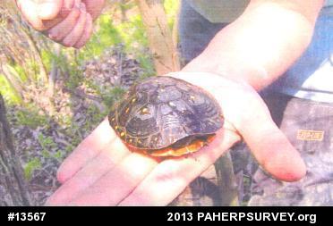 Spotted Turtle
