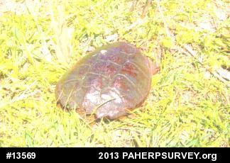 Snapping Turtle