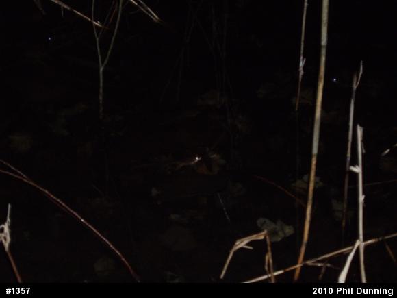 Wood Frog