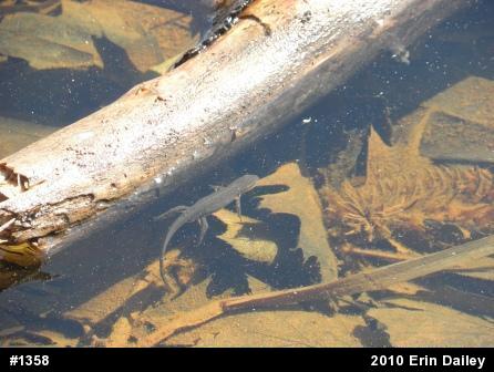 Red-spotted Newt