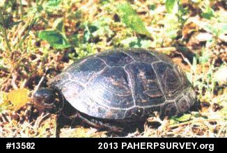 Spotted Turtle