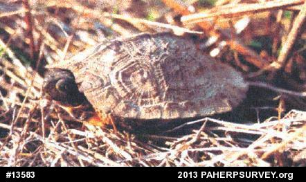 Wood Turtle