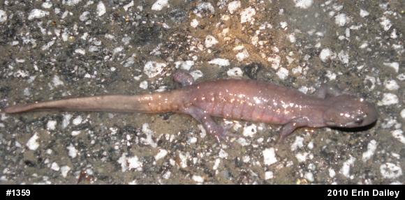 Jefferson Salamander