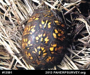 Eastern Box Turtle