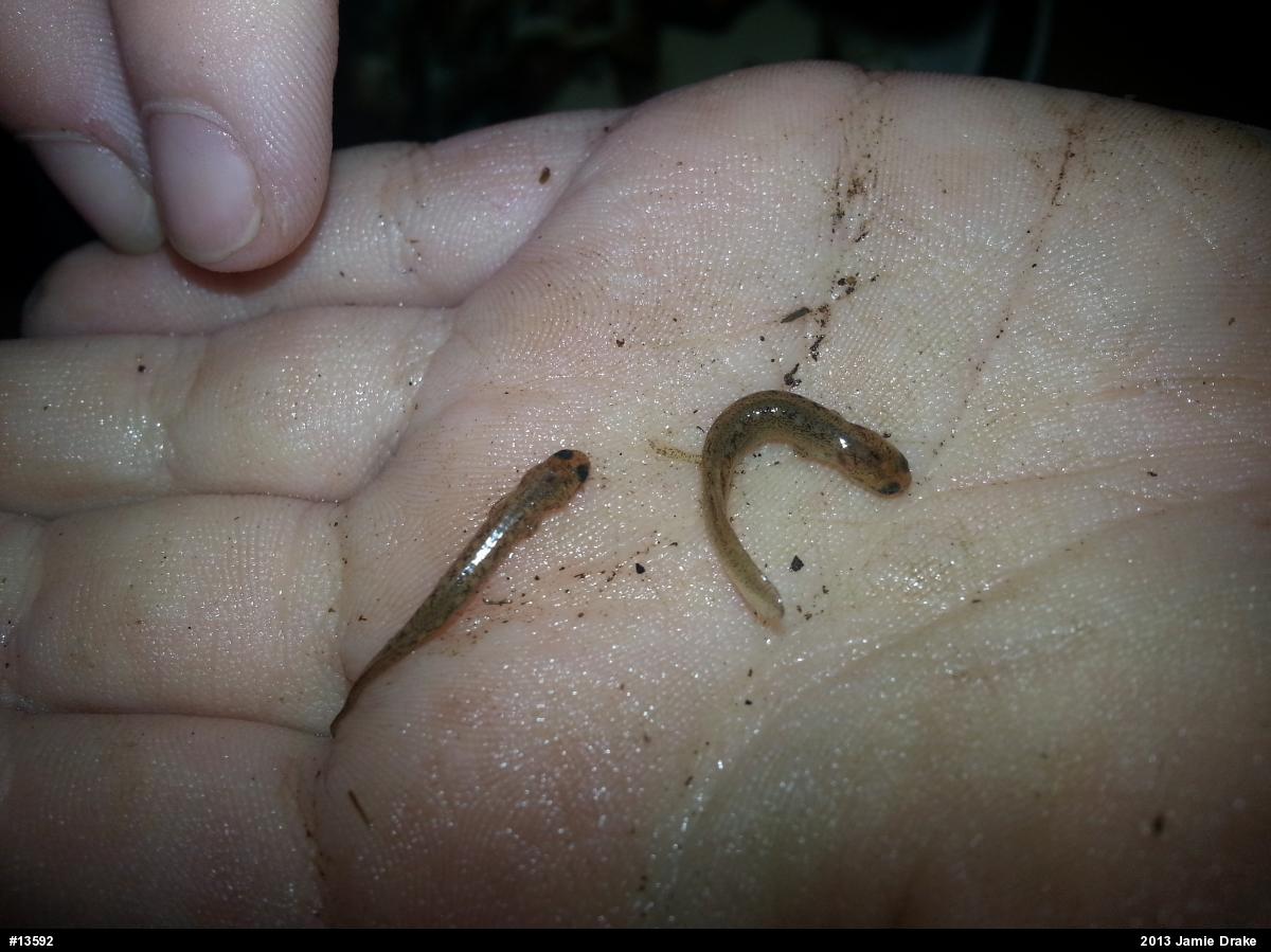 Four-toed Salamander