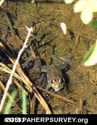 Green Frog