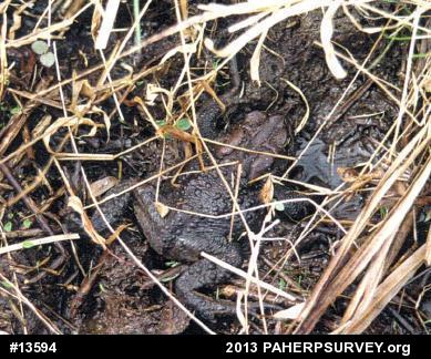Eastern American Toad
