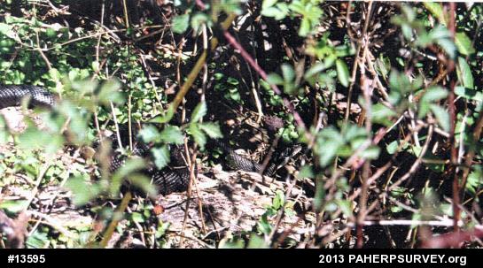 Eastern Ratsnake