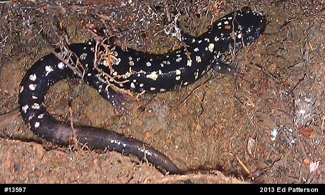 Northern Slimy Salamander