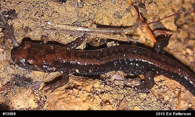 Allegheny Mountain Dusky Salamander