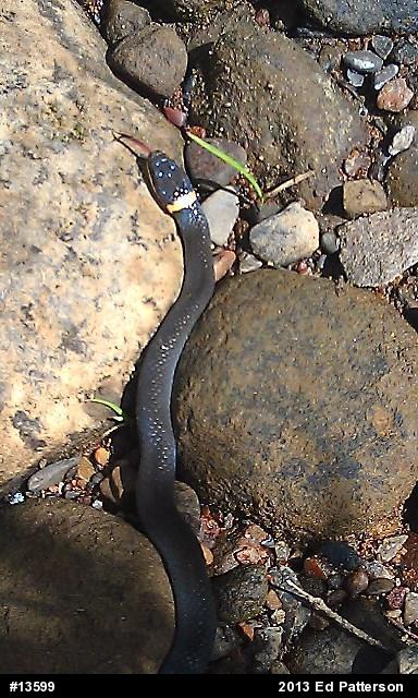Northern Ring-necked Snake