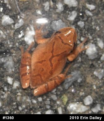 Spring Peeper