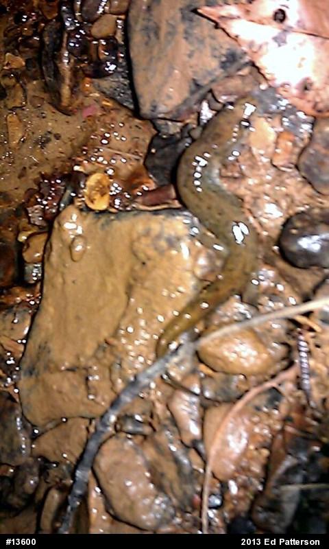 Northern Dusky Salamander