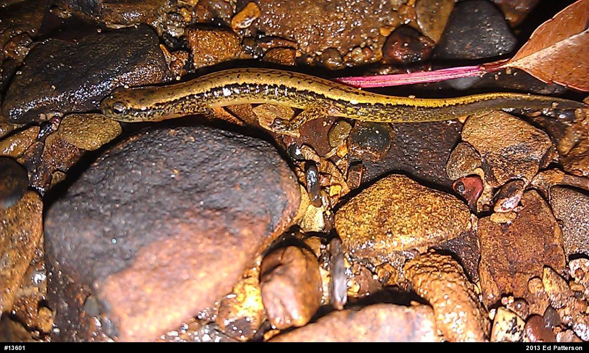 Northern Two-lined Salamander