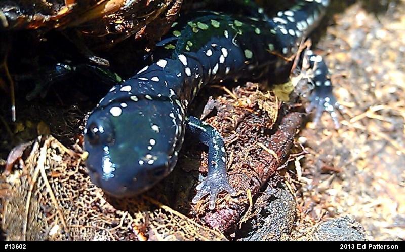 Northern Slimy Salamander