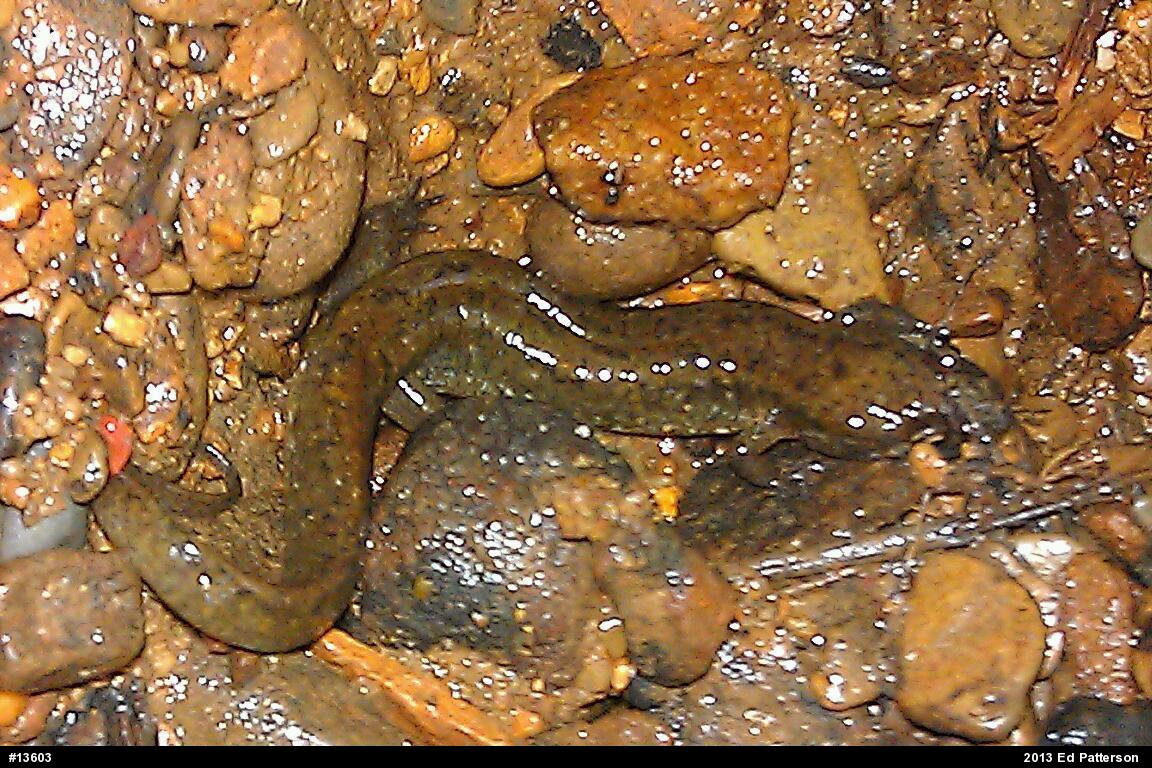 Northern Dusky Salamander