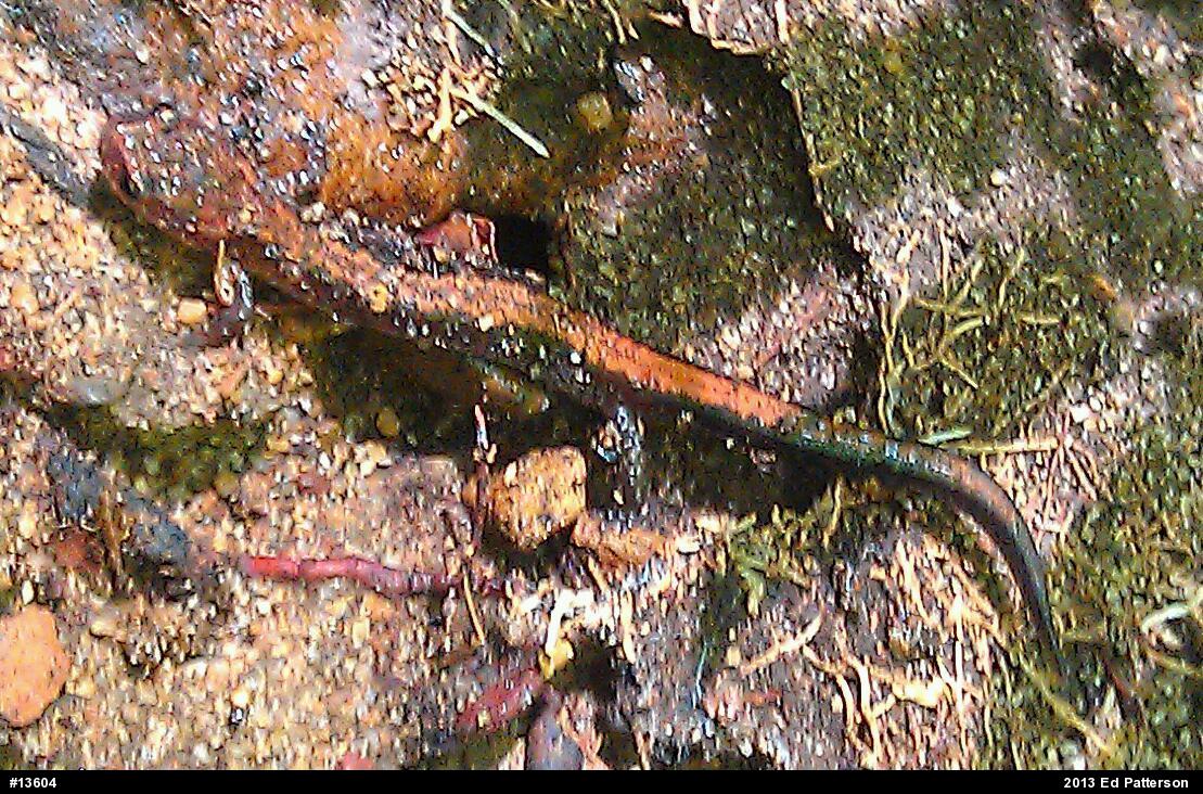 Eastern Red-backed  Salamander