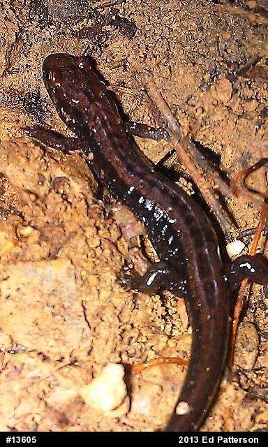 Allegheny Mountain Dusky Salamander