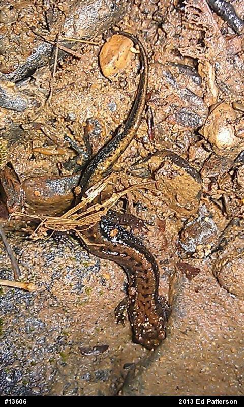 Allegheny Mountain Dusky Salamander