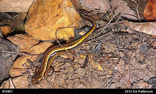 Northern Two-lined Salamander