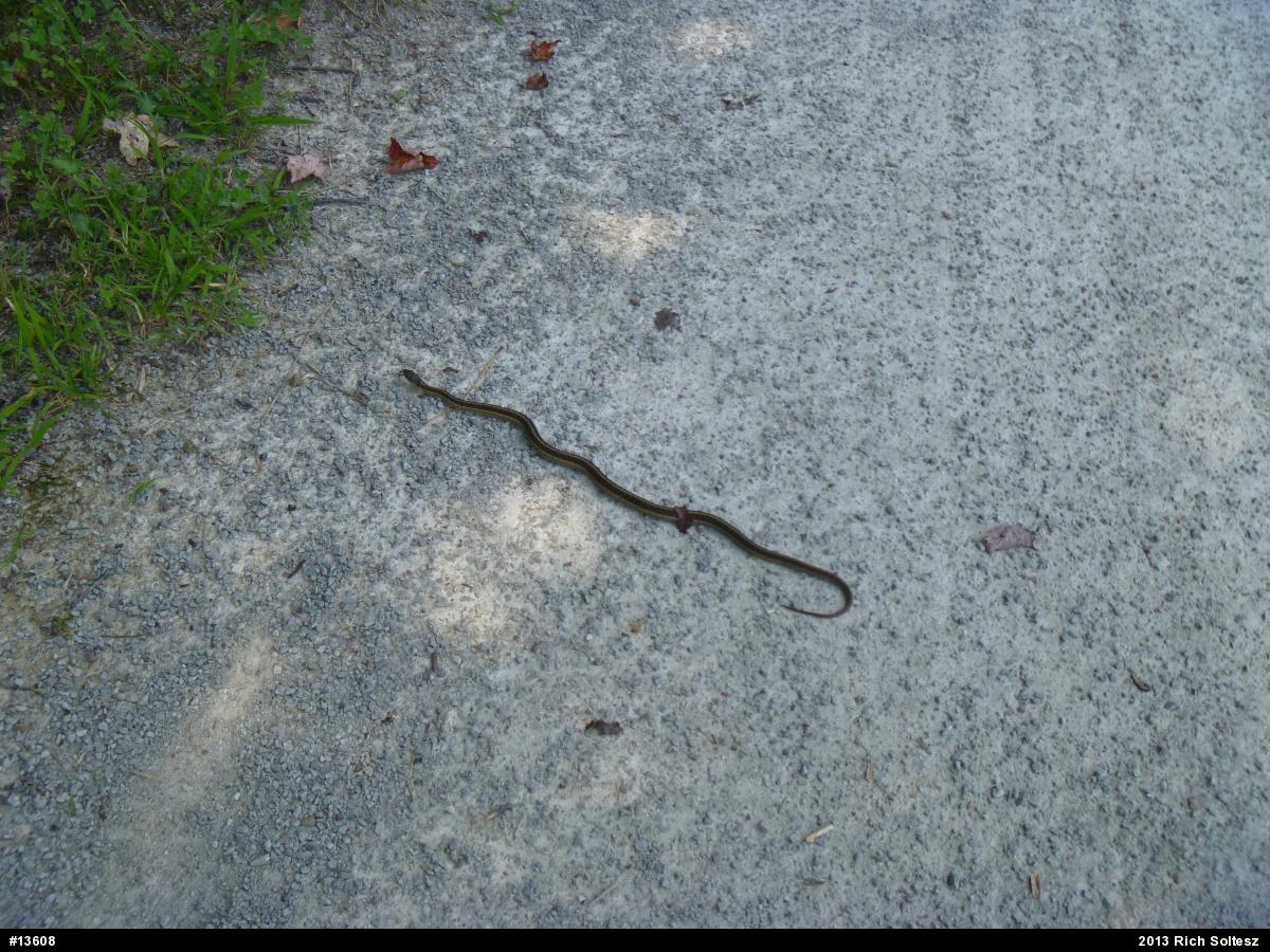 Eastern Gartersnake